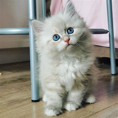 buy a cat near me.